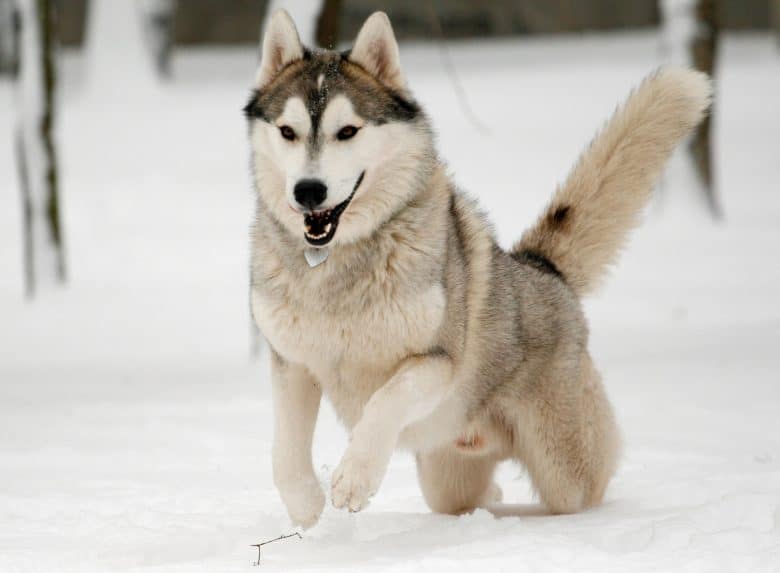 Siberian Husky running in snow