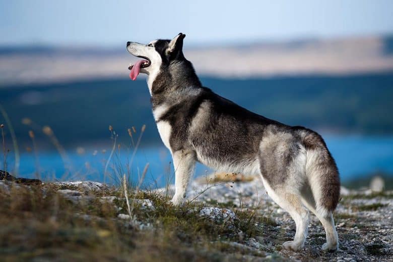 Siberian Husky enjoying nature