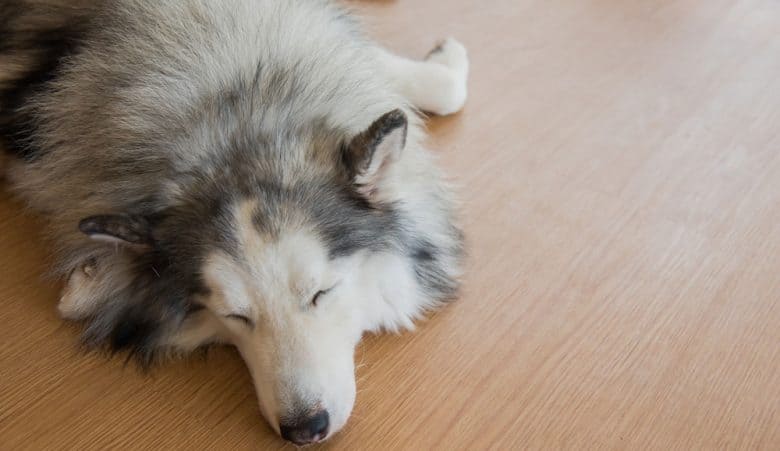 Siberian Husky dog sleeping tight