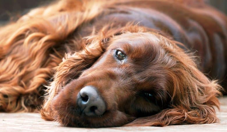 Sick Irish Setter dog lying on the bed