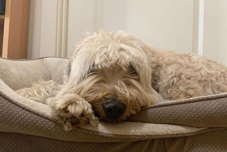 Chien Terrier de Froment à Revêtement doux Triste couché sur le lit