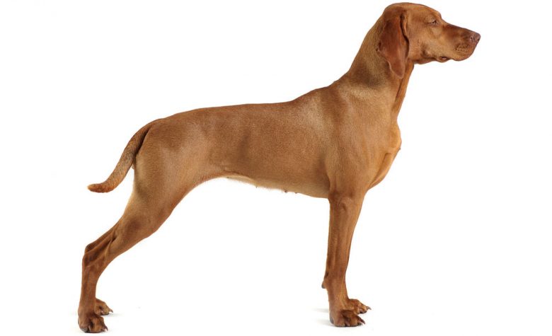 Side view of purebred Vizsla dog