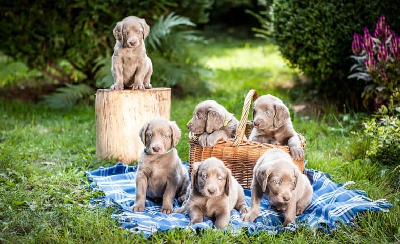 Six lovely Weimaraner puppies