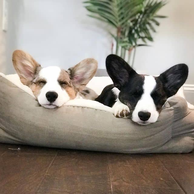 Two Cardigan Welsh Corgis sleeping in their cozy bed