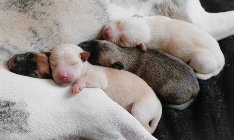 Adorable sleeping newborn puppies