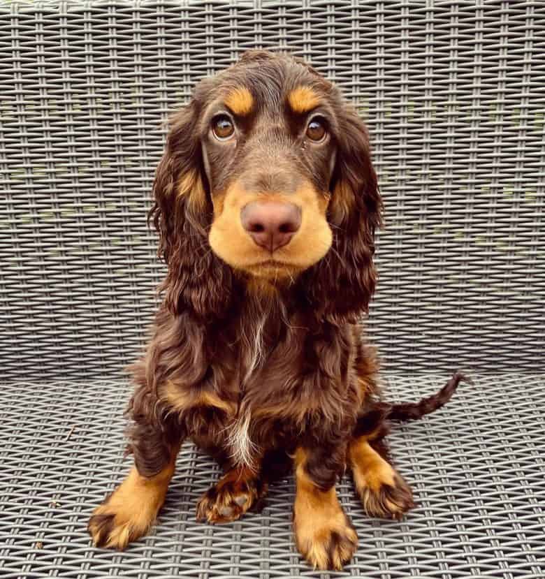 Cute English Cocker Spaniel dog