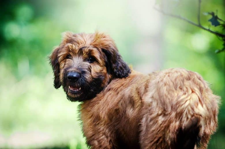 A smiling Briard puppy