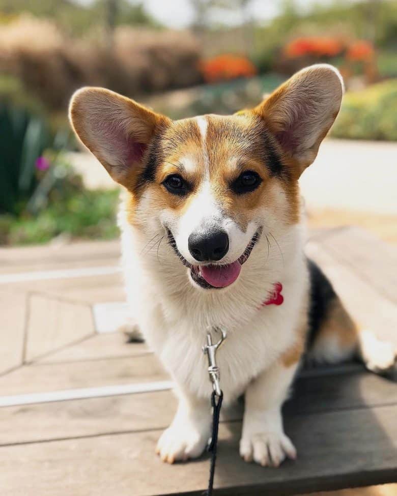 Smiling Cardigan Welsh Corgi