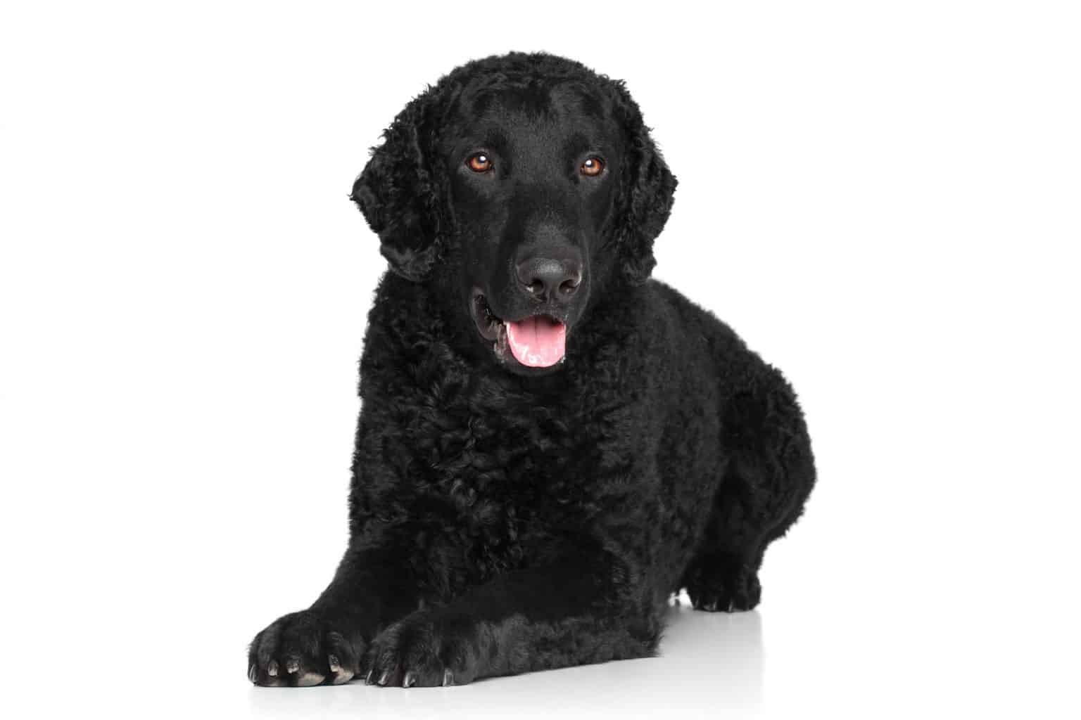 The Curly Coated Retriever Everything You Need to Know K9 