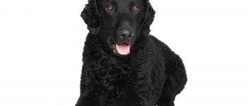 Smiling Curly Coated Retriever