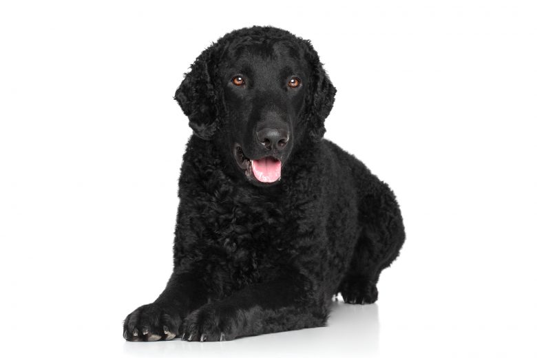 Smiling Curly Coated Retriever