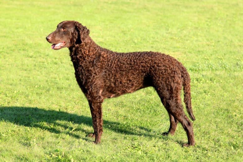 Smiling Curly Coated Retriever on a lawn