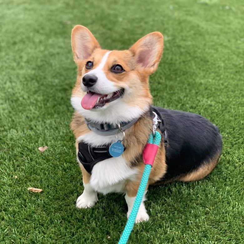 Smiling Pembroke Welsh Corgi sitting on the grass