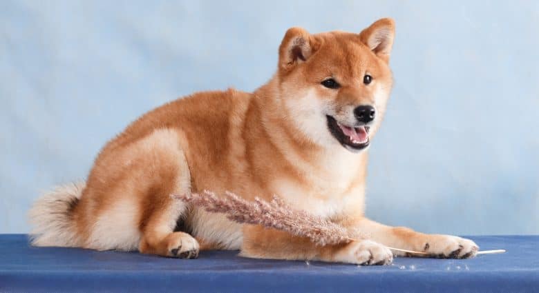 Smiling Shiba Inu dog