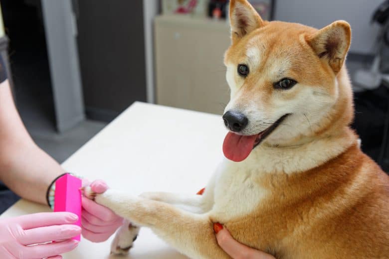 Smiling Shiba Inu dog getting groomed