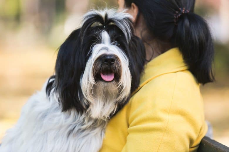Smiling Tibetan Terrier hugged by its owner