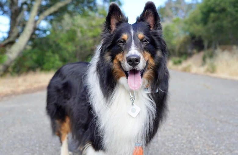 A happy Tri-Color Sheltie dog