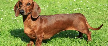 Smooth-haired Dachshund dog standing on the grass