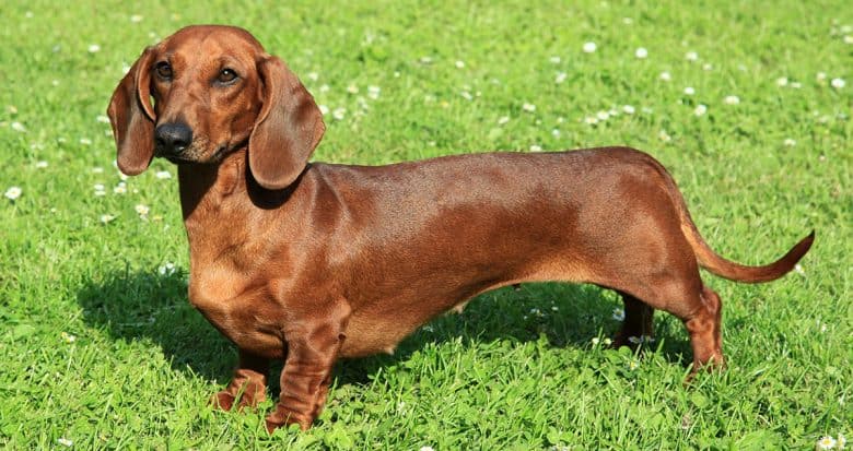 Smooth-haired Dachshund dog standing on the grass