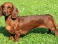 Standard Dachshund Dog Breed: Pictures, Colors, Bark, Characteristics and Diet