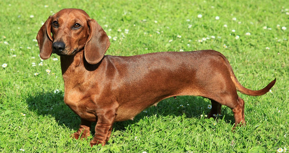 do smooth haired dachshunds malt