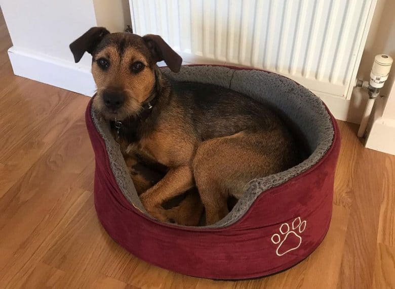Un Terrier à poil doux et un mélange de Beagle allongé sur le lit