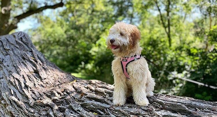 Terrier de Froment à revêtement doux et mélange de Caniche dans la grande souche d'arbre