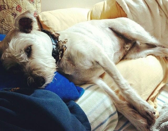 Terrier de Froment et Schnauzer mix chien couché sur le lit