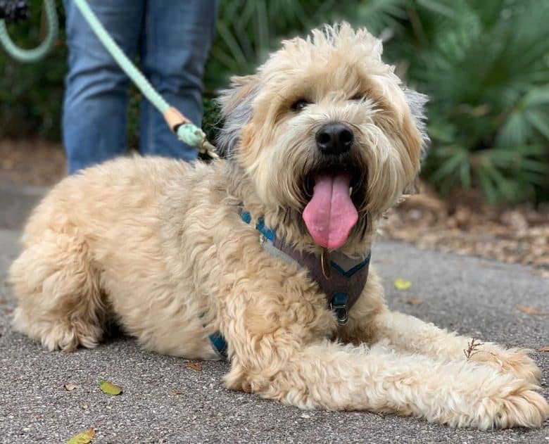 Soft Coated Wheaten Terrier dog panting from a walk