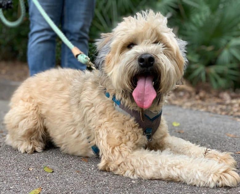 Chien Terrier à poil doux haletant d'une promenade