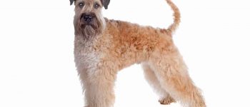Soft Coated Wheaten Terrier dog portrait