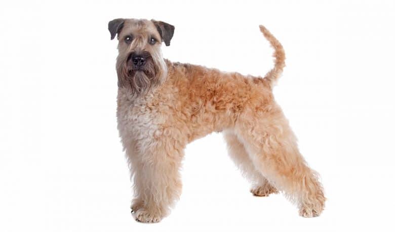 Soft Coated Wheaten Terrier dog portrait