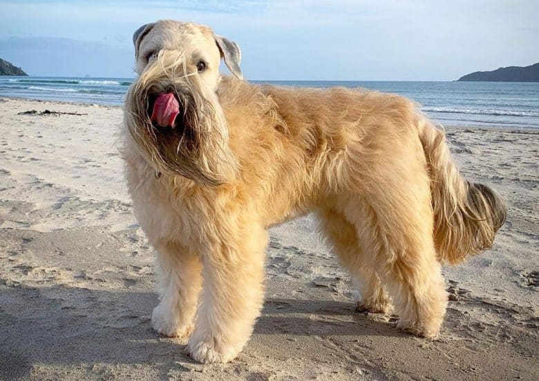 Soft Coated Wheaten Terrier dog posing on the beach