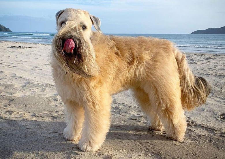 Chien Terrier à poil doux posant sur la plage