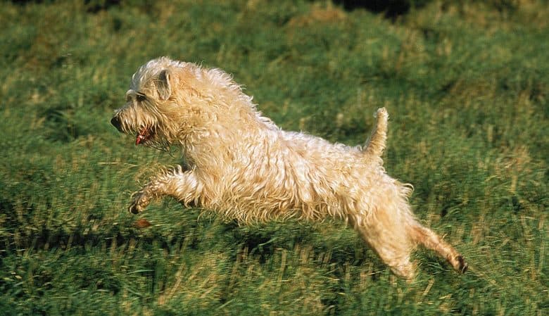 Chien Terrier à poil doux courant dans la prairie