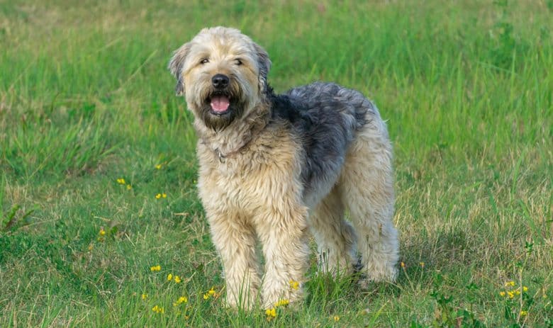 Chien Terrier à poil doux debout sur la prairie