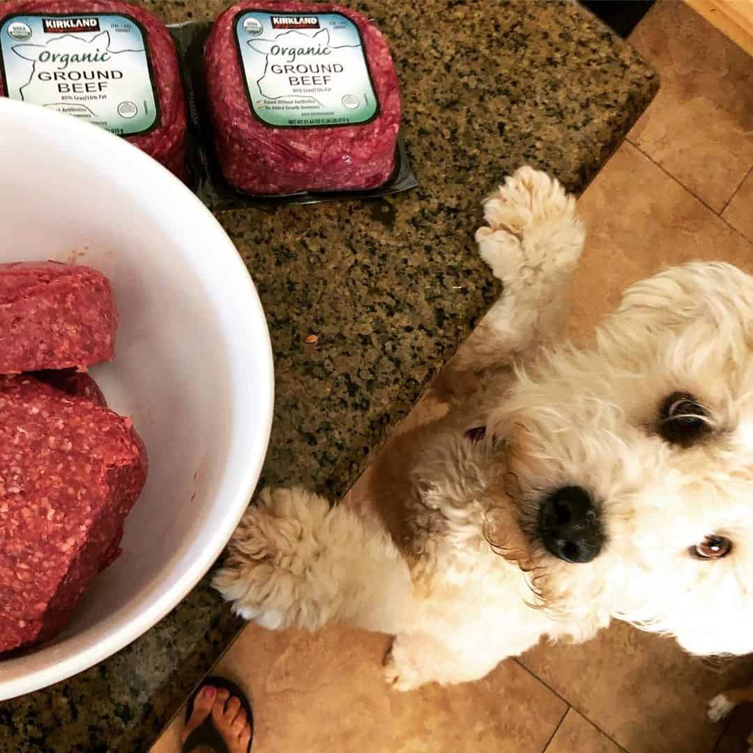 SoftCoated Wheaten Terrier A Closer Look at the “Poor Man's Dog