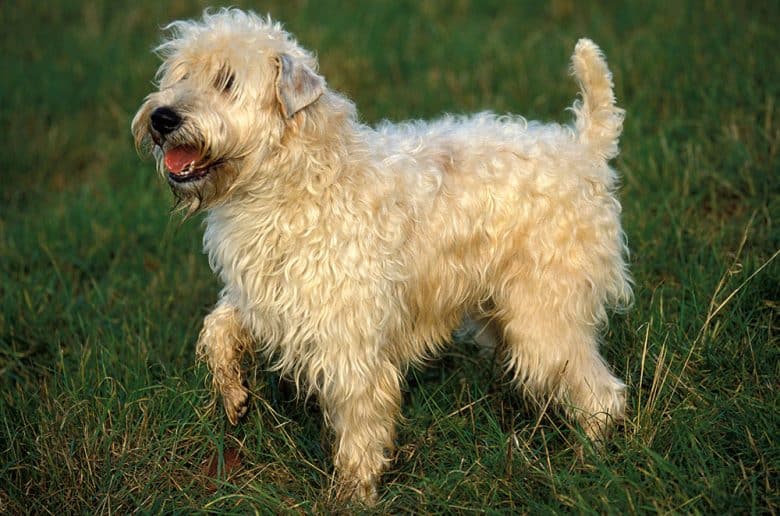 Chien Terrier de Blé à pelage doux marchant sur l'herbe