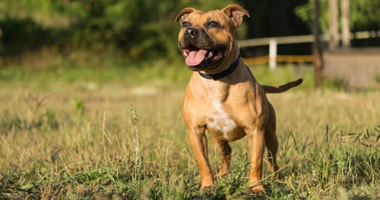 Staffordshire Bull Terrier at the field, barking