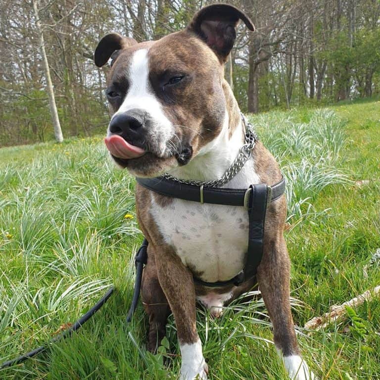 are-staffordshire-bull-terriers-the-family-dog-you-need-k9-web