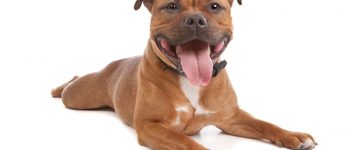 Staffordshire Bull Terrier dog portrait
