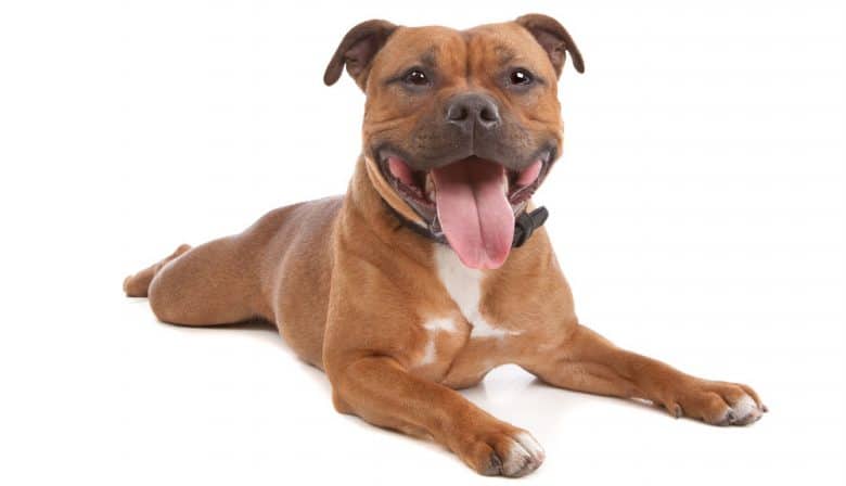 Staffordshire Bull Terrier dog portrait