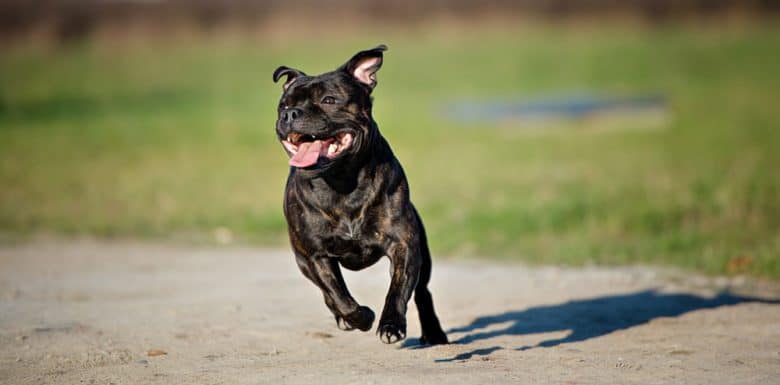 Staffordshire Bull Terrier dog running in a sunny day