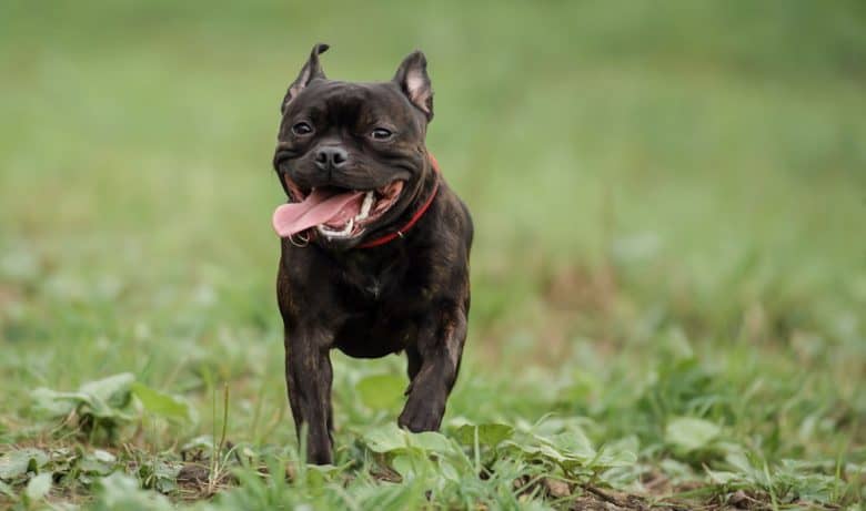 Staffordshire Bull Terrier dog walking while sticking the tongue out