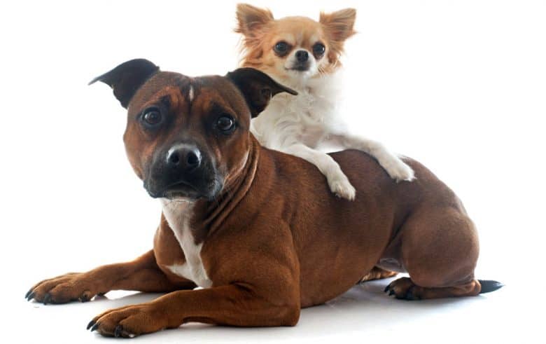 Staffordshire Bull Terrier dog with a Chihuahua in his back