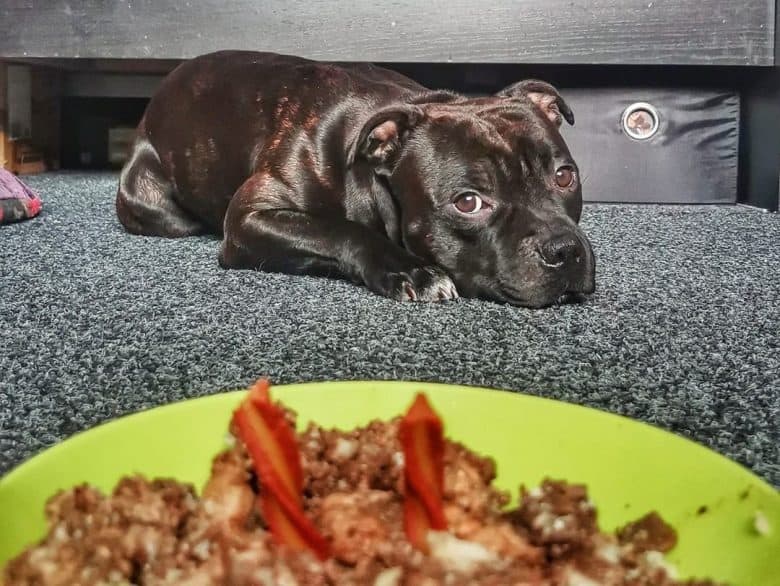 Staffordshire Bull Terrier dog having delicious meal