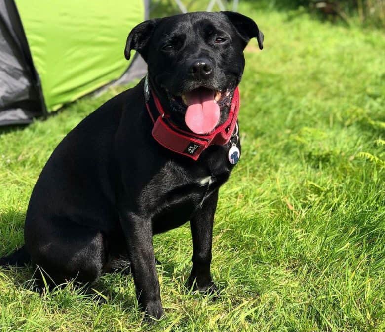 Staffordshire Bull Terrier Labrador Retriever mix dog in camping