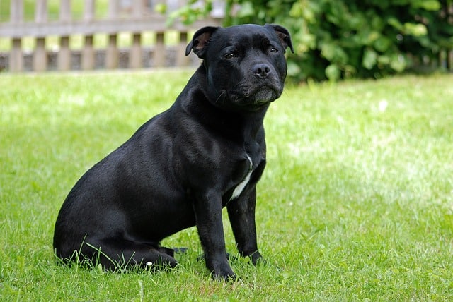 bull terrier staffie