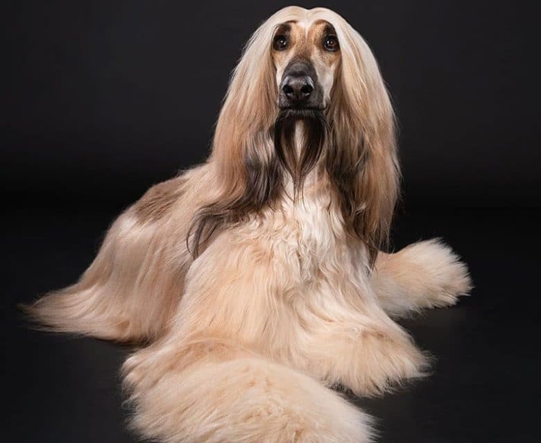 A full-grown portrait of Afghan Hound dog