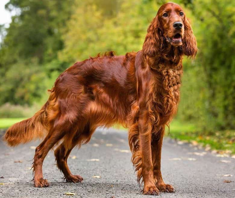 Stunning portrait of purebred Irish Setter dog